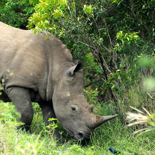 Re: Au paradis ! Compte rendu d'un voyage de 2 petites semaines en Afrique du Sud - L-argonnais Re: Au paradis ! Compte rendu d'un voyage de 2 petites semaines en Afrique du Sud - L-argonnais