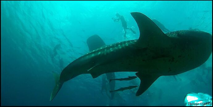 Excursion Whale - Shark  From Malé Sud To Ari Atoll Sud ! - Philomaldives Guide Safaris