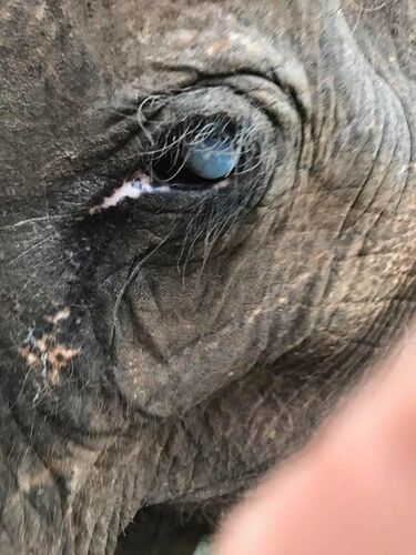 Re: Elephant nature park à Chiang Mai - pelotedelaine
