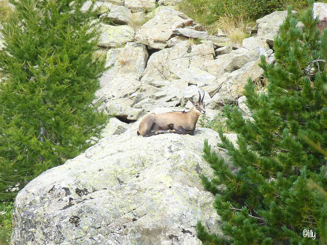 À la découverte du parc national du Mercantour - lespetitsvoyagesdelilly