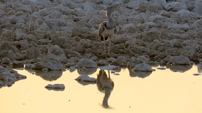 Re: NAMBOTSVIC Namibie- Botswana- Victoria Falls, 3 semaines magiques - PATOUTAILLE