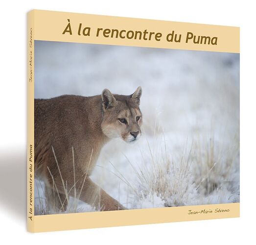 Re: Où voir des Pumas et Jaguars en Amérique du sud - puma