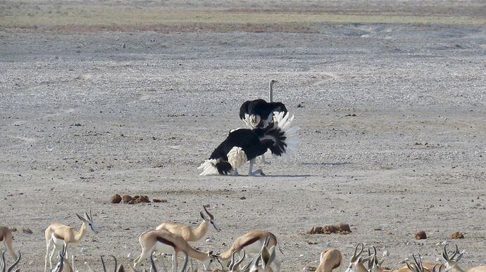 Re: NAMBOTSVIC Namibie- Botswana- Victoria Falls, 3 semaines magiques - PATOUTAILLE