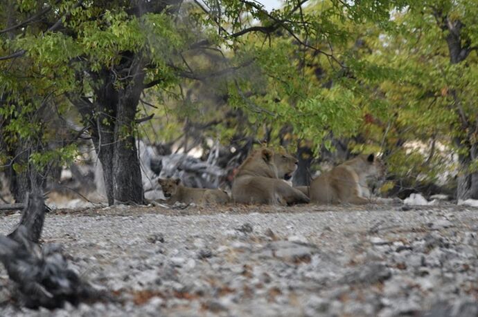 Re: Namibie - 15 jours en octobre 2018 - pascal41lc