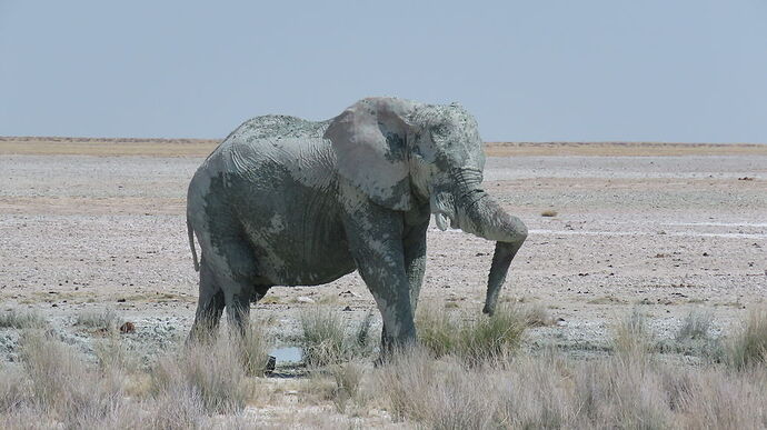 Re: NAMBOTSVIC Namibie- Botswana- Victoria Falls, 3 semaines magiques - PATOUTAILLE