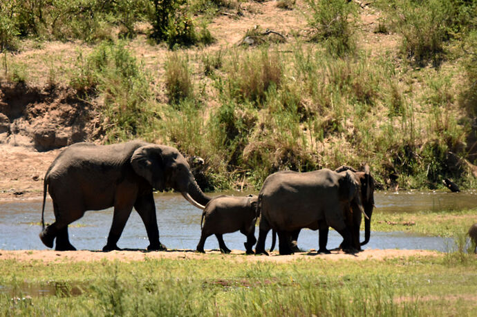 Re: Au paradis ! Compte rendu d'un voyage de 2 petites semaines en Afrique du Sud - L-argonnais Re: Au paradis ! Compte rendu d'un voyage de 2 petites semaines en Afrique du Sud - L-argonnais