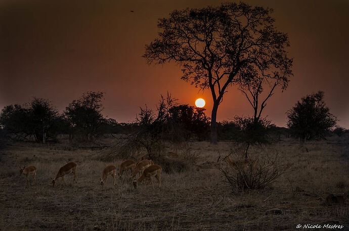 Retour de notre voyage en Afrique du Sud, 16 jours en septembre 2016. - Nicole33