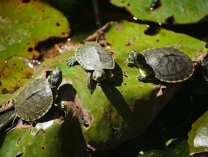 Re: Retour de 3 semaines au Yucatán au Mexique - Zoune