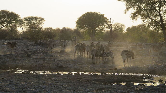 Re: Ouest d'Etosha - Fra67