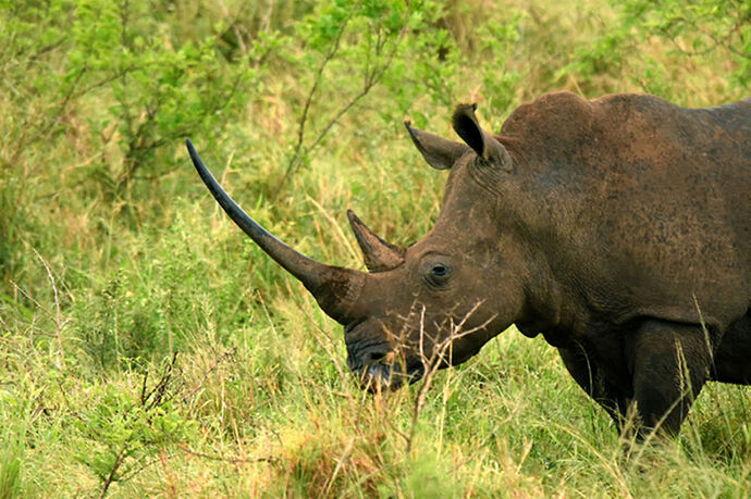 Re: Au paradis ! Compte rendu d'un voyage de 2 petites semaines en Afrique du Sud - L-argonnais Re: Au paradis ! Compte rendu d'un voyage de 2 petites semaines en Afrique du Sud - L-argonnais