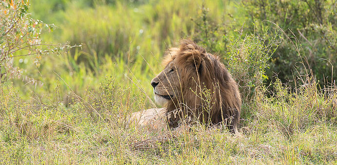 Re: Kenya juillet 2021 un nouveau safari de Samburu au Massai Mara en passant par Meru et Aberdare NP - Karen56