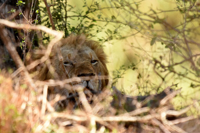 Re: Au paradis ! Compte rendu d'un voyage de 2 petites semaines en Afrique du Sud - L-argonnais Re: Au paradis ! Compte rendu d'un voyage de 2 petites semaines en Afrique du Sud - L-argonnais