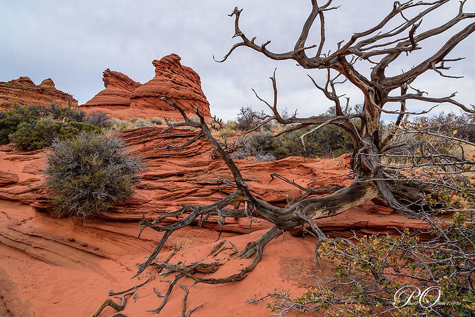 South Coyote Buttes - darth