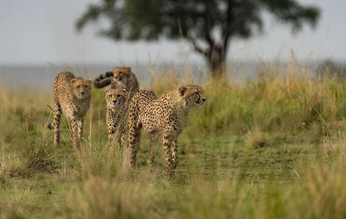 Re: Parenthèse enchantée au Masaï Mara chez Melting Pot Safaris - Mattsupertramp