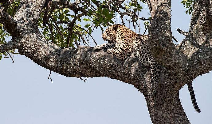 Re: Kenya juillet 2021 un nouveau safari de Samburu au Massai Mara en passant par Meru et Aberdare NP - Karen56