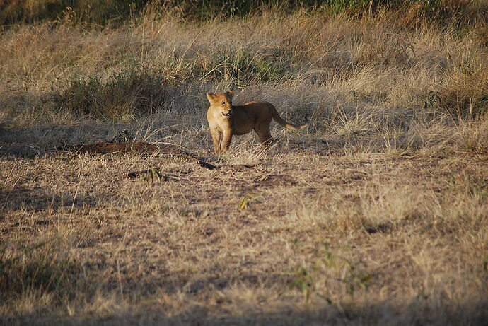 Re: Safari en juin 2018 - voyage de noces  - mikabboud