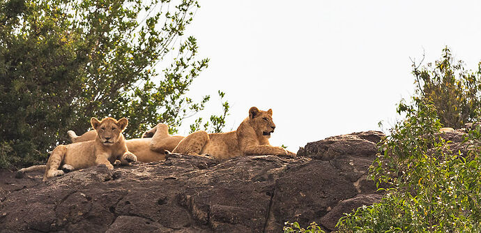 Re: Kenya juillet 2021 un nouveau safari de Samburu au Massai Mara en passant par Meru et Aberdare NP - Karen56