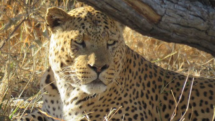 Re: Distance Otjiwarongo windhoek - PATOUTAILLE