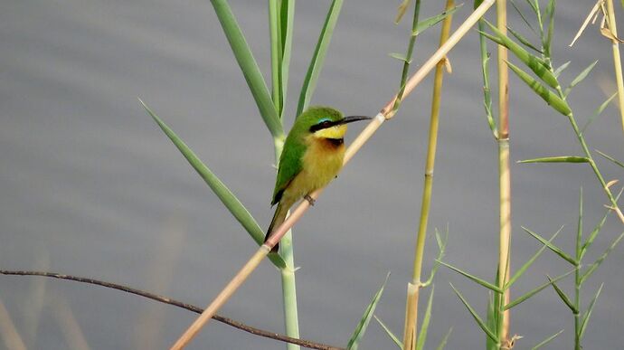 Re: NAMBOTSVIC Namibie- Botswana- Victoria Falls, 3 semaines magiques - PATOUTAILLE