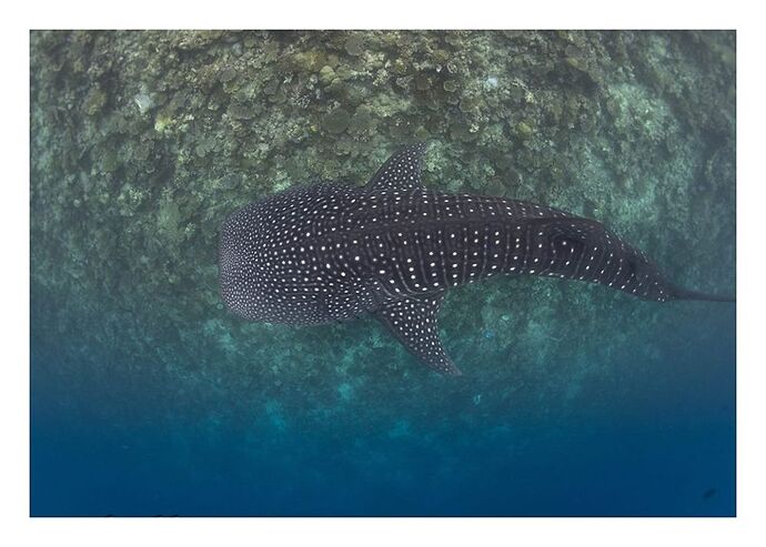whale-sharks Ari atoll - Philomaldives Guide Safaris