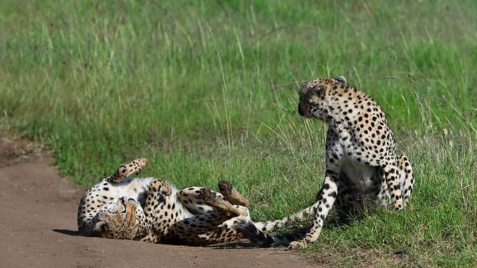 Re: Au coeur du Kenya ; le Kenya dans le coeur - Jmarc71