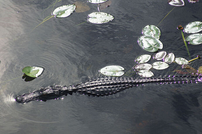 Découverte de le FLORIDE - Les KEYS & Les EVERGLADES - cartesien