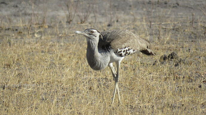 Re: NAMBOTSVIC Namibie- Botswana- Victoria Falls, 3 semaines magiques - PATOUTAILLE