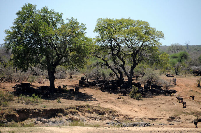 Re: Au paradis ! Compte rendu d'un voyage de 2 petites semaines en Afrique du Sud - L-argonnais Re: Au paradis ! Compte rendu d'un voyage de 2 petites semaines en Afrique du Sud - L-argonnais