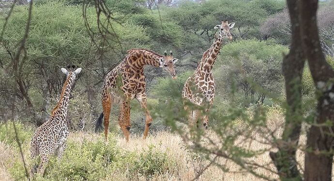 Re: Kiwoito Safari en Tanzanie - SteveO