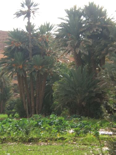 Re: Au retour de notre voyage en famille dans le sud du Maroc  - Kelyah