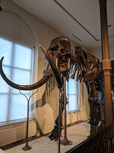 Une après-midi au Muséum de Bruxelles - Fecampois