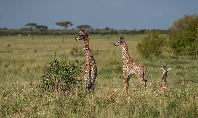 Re: Parenthèse enchantée au Masaï Mara chez Melting Pot Safaris - Mattsupertramp