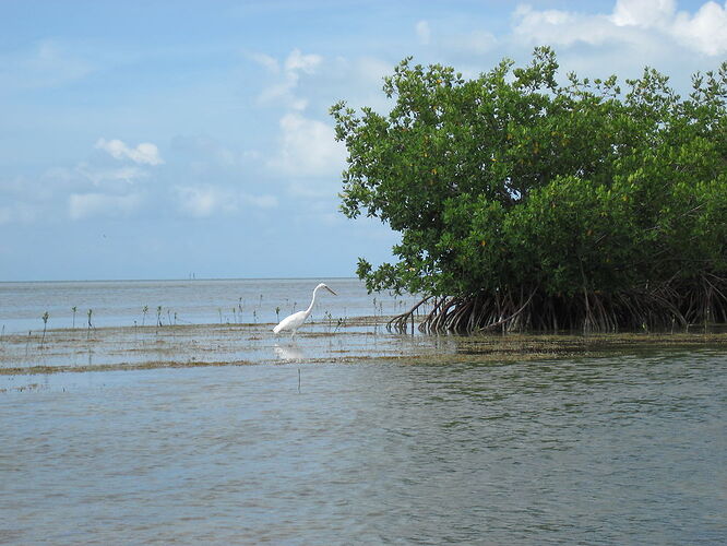 Re: Snorkeling à Key west - Fra67