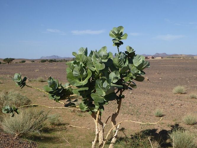 Re: Circuit d'une journée au Maroc - rosido