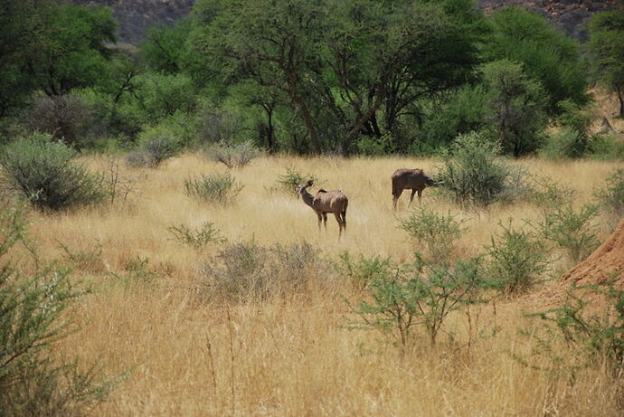 Récit d'un merveilleux voyage en Namibie j2 - llce