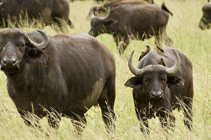 Re: 9 jours au coeur du Masai Mara : « Looking for Imani » - malamille