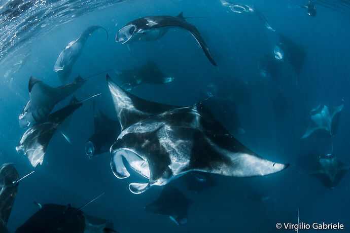 Maldives Snorkeling - Juin - Juillet - Août - Septembre - Octobre  Baa Atoll - Mantas saison - Philomaldives Ex guide Safaris