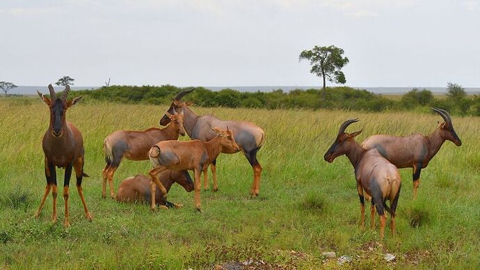 Re: Au coeur du Kenya ; le Kenya dans le coeur - Jmarc71