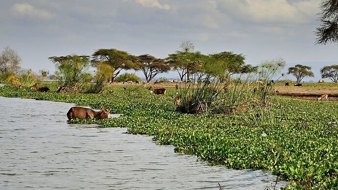 Re: Au coeur du Kenya ; le Kenya dans le coeur - Jmarc71