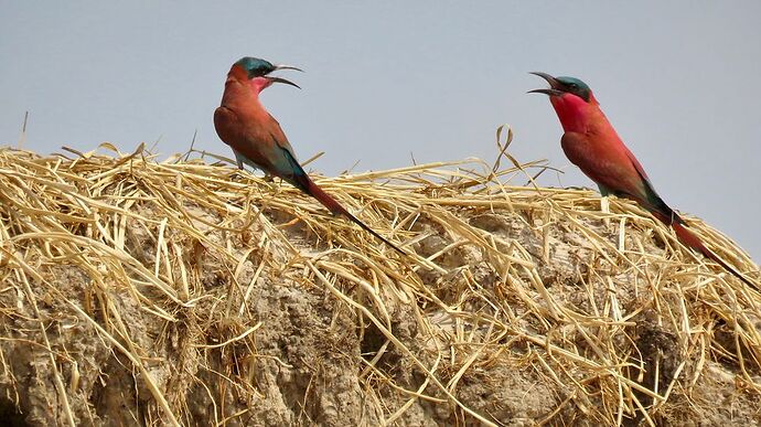 Re: NAMBOTSVIC Namibie- Botswana- Victoria Falls, 3 semaines magiques - PATOUTAILLE