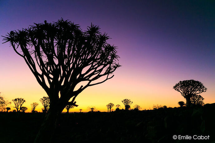 Sunset at Quiver Tree Forest - Millie