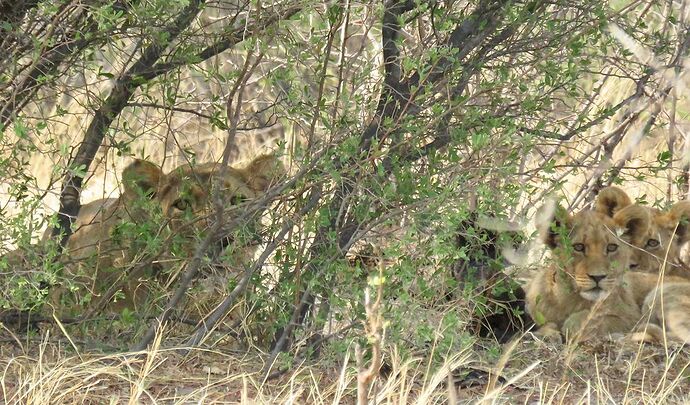 Re: NAMBOTSVIC Namibie- Botswana- Victoria Falls, 3 semaines magiques - PATOUTAILLE