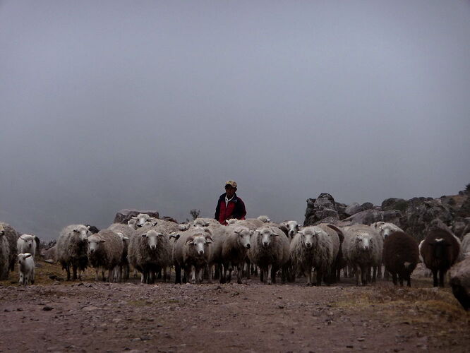 Re: Chemin de l'Inca ou Trek de Lares ? - Fulgur 84