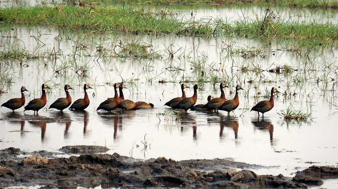 Re: NAMBOTSVIC Namibie- Botswana- Victoria Falls, 3 semaines magiques - PATOUTAILLE