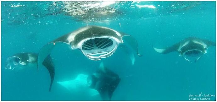 Maldives - Juin - Baa Atoll - Philomaldives Guide Safaris
