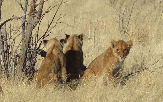 Re: 3 fabuleuses semaines Namibiennes- juillet 2021 - Patbillvoyage