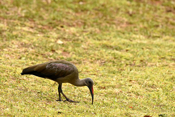 Re: Au paradis ! Compte rendu d'un voyage de 2 petites semaines en Afrique du Sud - L-argonnais Re: Au paradis ! Compte rendu d'un voyage de 2 petites semaines en Afrique du Sud - L-argonnais