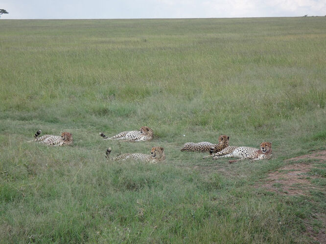 Re: Waltz Tours Safaris au Kenya - Sarah-Allard