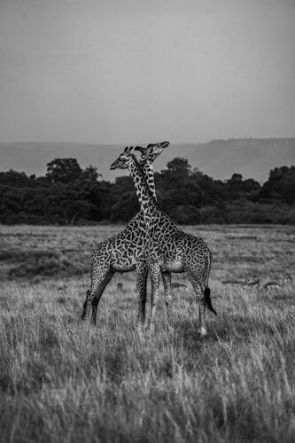 Re: Parenthèse enchantée au Masaï Mara chez Melting Pot Safaris - Mattsupertramp