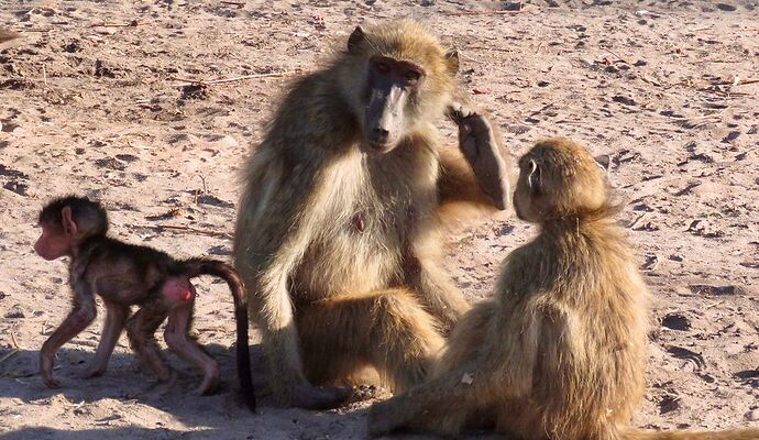 Re: NAMBOTSVIC Namibie- Botswana- Victoria Falls, 3 semaines magiques - PATOUTAILLE